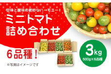 甘味と酸味の絶妙なハーモニー! ミニトマト 詰め合わせ  3kg（500g×6品種）/ ふるさと納税 やさい 野菜 とまと トマト ミニトマト 赤 黄 緑 茶色 カラフル 詰め合わせ 千葉県山武市 SMCA001