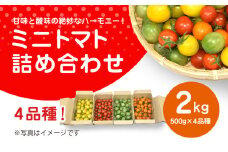 甘味と酸味の絶妙なハーモニー! ミニトマト 詰め合わせ 2kg（500g×4品種）/ ふるさと納税 やさい 野菜 とまと トマト ミニトマト 赤 黄 緑 茶色 カラフル 詰め合わせ 千葉県山武市 SMCA002