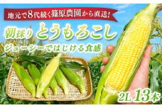 【先行予約】【6月上旬～中旬発送】地元で8代続く農家から直送! ジューシーではじける食感が特徴! 朝採り とうもろこし 2L 13本／篠原農園 とうもろこし トウモロコシ スイートコーン コーン ゴールドラッシュ ジューシー  フルーティー 朝採り 農家直送 千葉県 千葉県山武市 SMBV001