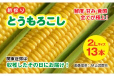【先行予約】【6月下旬～8月中旬発送】【関東近郊は収穫したその日にお届け!】 鮮度・甘み・食感 全てが極上! 農業歴30年以上の農家のこだわりが詰まった 朝採り とうもろこし 2L 13本 約5kg／石橋農園 とうもろこし トウモロコシ スイートコーン コーン ゴールドラッシュ ジューシー フルーティー 朝採り 千葉県 千葉県山武市 SMCF001