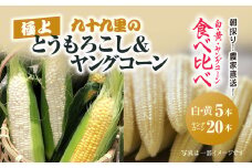 【先行予約】【6月上旬より発送】朝採り!農家直送! 九十九里の極上とうもろこし2種類＋ヤングコーン食べ比べ ／ とうもろこし トウモロコシ コーン ゴールドラッシュ ワクワクコーン 白いとうもろこし 味甘ちゃんホワイト ヤングコーン シャキシャキ 朝採れ 濃厚な甘み 新鮮 農家直送 千葉県 千葉県山武市 SMBU003