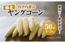 【先行予約】【6月上旬より発送】朝採り!農家直送! 九十九里の極上ヤングコーン50本／ ヤングコーン やんぐこーん コーン シャキシャキ サラダ スープ 新鮮 九十九里浜 朝採り 農家直送 千葉県 千葉県山武市 SMBU004