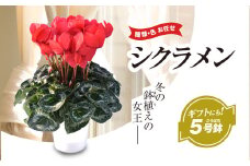 【2025年12月上旬より順次発送！】≪種類・色お任せ≫ シクラメン 5号鉢  / シクラメン 花 お祝い 鉢植え 生花 ギフト プレゼント フラワーギフト 花ギフト クリスマス SMCN001