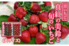 【2025年1月発送開始】＜黒いちご＞真紅の美鈴と旬のいちご（大サイズ） ふるさと納税 いちご 苺 イチゴ 千葉 大網白里市 送料無料 AB002