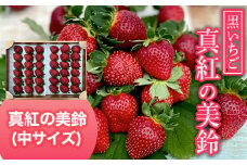 【2025年1月発送開始】黒いちご・真紅の美鈴（中サイズ） ふるさと納税 いちご 苺 イチゴ 千葉 大網白里市 送料無料 AB003