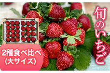【2025年1月発送開始】＜旬のいちご＞2種食べ比べ（大サイズ） ふるさと納税 いちご 苺 イチゴ 千葉 大網白里市 送料無料 AB004