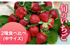 【2025年1月発送開始】＜旬のいちご＞2種食べ比べ（中サイズ） ふるさと納税 いちご 苺 イチゴ 千葉 大網白里市 送料無料 AB005