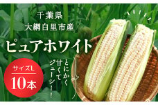 【数量限定！2025年6月下旬より順次発送】千葉県産　トウモロコシ　ピュアホワイト　サイズＬ 10本　ふるさと納税 トウモロコシ 白いトウモロコシ とうもろこし 千葉県 大網白里市 AQ001