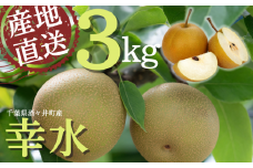 もぎたて発送！甘い千葉県しすいの梨（幸水）3kg 【岩澤梨園】 数量限定   