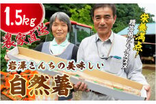 農家直送！栄養満点！ 岩澤さんちの美味しい 自然薯 1.5kg 自然薯天然 千葉 酒々井 産地直送