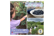 ブルーベリー狩りチケット ２名分 １時間食べ放題 千葉県酒々井町 自然栽培 国産ブルーベリー ブルーベリー 