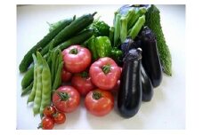10-4 とれたて産直館　栄店　栄町産新鮮・季節の野菜詰合せ（ドレッシング付き）※沖縄・離島への配送不可