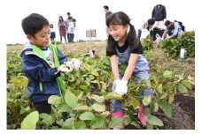 30-39 どらまめ収穫体験チケット（一区画、20メートル分）（新米）栄町産特別栽培米コシヒカリ5kg1袋付き ※沖縄・離島への配送不可 ※2025年10月以降順次発送予定