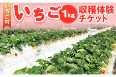 10-36　いちご村　いちご（1kg）収穫体験チケット（ビニールハウス内では食べられません） ※沖縄・離島への配送不可