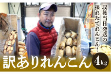 千葉県れんこん部門注文数最上位達成！【訳あり】無選別　神崎町ふるさと れんこん（4kg）（※4～7月受付分は8月以降順次発送）[013-a002]