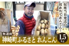千葉県れんこん部門注文数最上位達成！無選別 神崎町ふるさと れんこん（1.5kg）（※4～7月受付分は8月以降順次発送）[013-a008]
