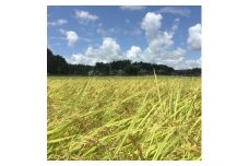 ＜令和4年産＞特別栽培米 多古米コシヒカリ(精米3kg+玄米3㎏)【1032860】