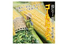 大村農場の朝採り極甘とうもろこしゴールドラッシュ13本(6月下旬から発送)【1508995】