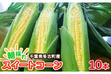 朝採れ　千葉県多古町産スイートコーン　10本入り【1562793】
