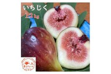 《2025年8～10月発送》いちじく（桝井ドーフィン） 1.2kg