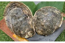 職人漁師が採る最高級天然"茂牡蠣”（7月～8月採れ）1個1kg以上サイズ [№5743-0231]