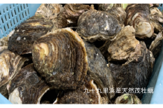 職人漁師が採る天然"茂牡蠣”中サイズ3kg入り（6～9個） [№5743-0241]