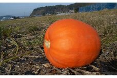 ハロウィン向けかぼちゃ　10kg未満 [№5743-0245]
