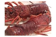 豪華BBQに最適！千葉県産"伊勢海老”特大 [№5743-0292]