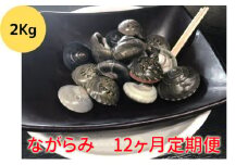 ＃定期便12か月毎月届く　食べたら止まらないやつ九十九里浜の“ながらみ“2kg入り [№5743-0317]