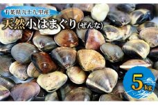 千葉県九十九里産天然小はまぐり(ぜんな)5kg[№5743-0378]