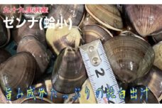 超大漁盛りがお得うま味が濃い純白出汁の天然”ゼンナ”冷凍（蛤小）15kg入り[№5743-0395]