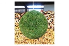 杉玉・酒林　直径約30cm[№5743-0396]