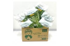 ふんわり!ベジタス プリーツレタス6個×2セット＜千葉県芝山町産＞【1455408】