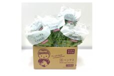 シャキッ!べジタス フリルレタス6個×2セット＜千葉県芝山町産＞【1455407】