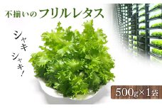 不揃いのレタスたち(フリルレタス)500g×1袋【1455409】