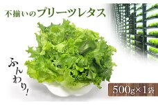 不揃いのレタスたち(プリーツレタス)500g×1袋【1455410】