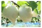 手間はかかりますが、袋かけをすることで、病気や害虫の被害予防や品質の向上が期待できます。