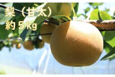 梨（甘太）（約５kg）【2025年発送分】
