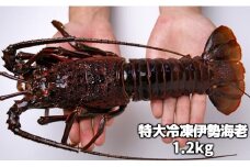 C02-E43 活〆冷凍伊勢海老 1.2kg