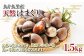 黒潮の恵みをうけて育ったはまぐり！
