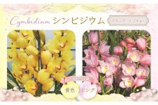 【今年で最後】千葉県白子産 洋ラン（スタンダード）シンビジウム 【先行予約】　洋ラン 洋蘭 年越し 年賀 手土産 贈答 花 生花 送料無料 SHO001 