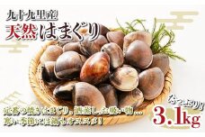 九十九里産 大粒 天然はまぐり3.1kg ふるさと納税 はまぐり 蛤 天然 焼きはま 網焼き　酒蒸し お吸い物 お祝い パエリア 和食 活はまぐり 川喜屋水産 節句 ひな祭り ひなまつり 手土産 送料無料 SHF002