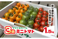3色ミニトマト　1.5㎏  SHAK001 ふるさと納税 トマト リコピン サラダ イタリアン 健康 美容 千葉県 白子町 送料無料