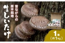 原木栽培　生しいたけ　1箱（約1kg) / ふるさと納税 しいたけ シイタケ 椎茸 生しいたけ 生椎茸 原木 原木栽培 和食 お鍋 中華 パスタ BBQ 千葉県 長南町 CND001