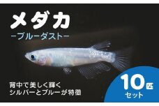 メダカ　ブルーダスト　10匹セット / ふるさと納税 めだか メダカ ブルーダスト 淡水魚 鑑賞魚 飼育 千葉県 長南町 CNT001