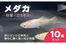 メダカ　秋桜（コスモス）　10匹セット / ふるさと納税 めだか メダカ 秋桜 コスモス 淡水魚 鑑賞魚 飼育 千葉県 長南町 CNT002