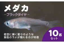 メダカ　ブラックダイヤ　10匹セット / ふるさと納税 めだか メダカ ブラックダイヤオロチ 黒 神秘的 淡水魚 鑑賞魚 飼育 千葉県 長南町 CNT003