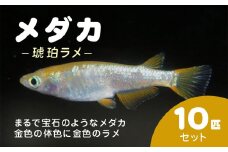 メダカ　琥珀ラメ　10匹セット / ふるさと納税 めだか メダカ 琥珀 ラメ 金色 神秘的 淡水魚 鑑賞魚 飼育 千葉県 長南町 CNT004