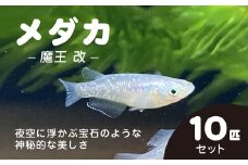 メダカ　魔王　改　10匹セット / ふるさと納税 めだか メダカ 魔王 改 魔王改 まおうかい ブラックラメメダカ 虹色 ラメ 神秘的 淡水魚 鑑賞魚 飼育 千葉県 長南町 CNT005