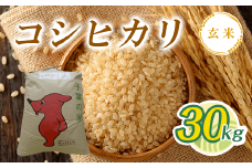令和6年産  コシヒカリ玄米 30kg T03501